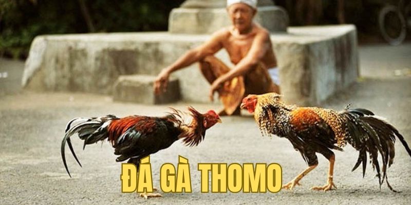 Đá gà Thomo