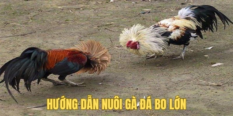 Cách nuôi gà đá bo lớn hiệu quả dành cho anh em