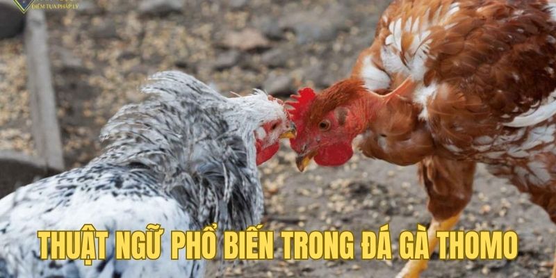 Các thuật ngữ thường gặp trong đá gà Thomo