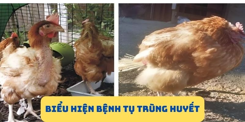 Các triệu chứng thường gặp của bệnh tụ trùng huyết