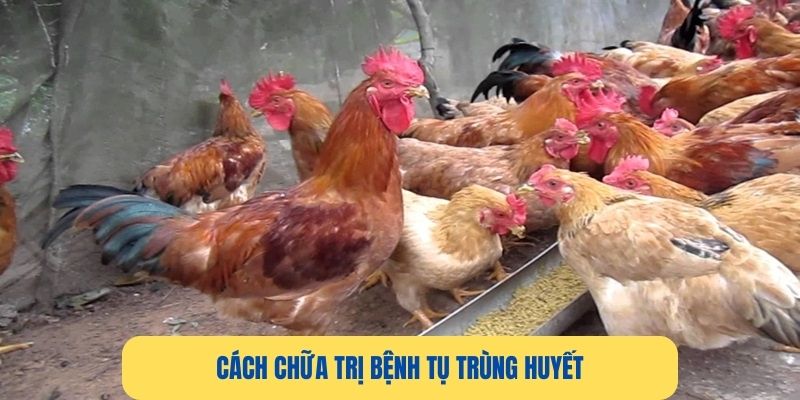 Cách điều trị bệnh tụ trùng huyết ở gà