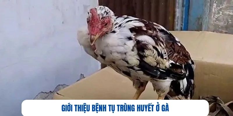 Giới thiệu bệnh tụ trùng huyết ở gà