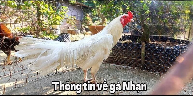 Sơ lược về giống gà nổi bật